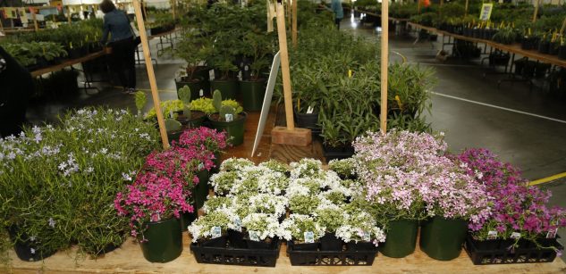 Perennial Plant Society Annual Plant Sale, Nashville